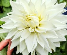 Bulls Pride Giant Dahlia