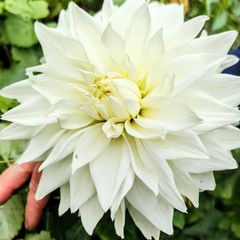 Bulls Pride Giant Dahlia