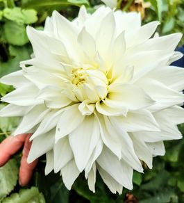 Bulls Pride Giant Dahlia