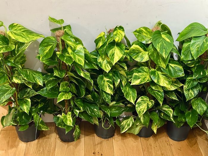 Epipremnum Golden Pothos with mosspole in 19cm pot and 80cm in height