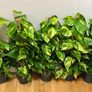 Epipremnum Golden Pothos with mosspole in 19cm pot and 80cm in height Image 2