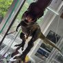 Mattel Jurassic World Jurassic Park Hammond Collection Tyrannosaurus Rex Dinosaur Figure, 24in Long with 14 Movable Joints, Movie Collectible Image 2