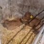 Selection of calfs Image 7