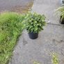Plant  Hebe Image 2