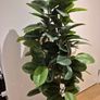 Artificial Plant Image 5