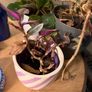 Plants for sale Image 8