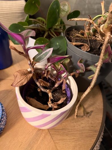 Plants for sale