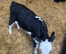 Hereford calves
