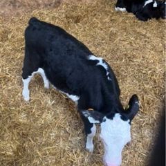 Hereford calves