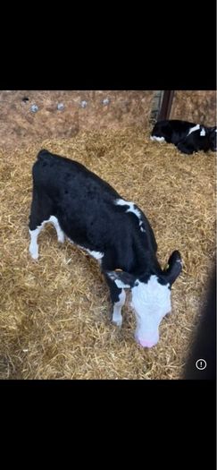 Hereford calves