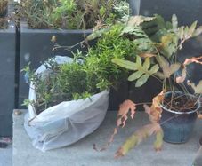 Hedge and houseplant