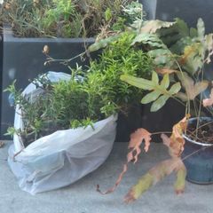 Hedge and houseplant