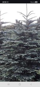 wanted tree