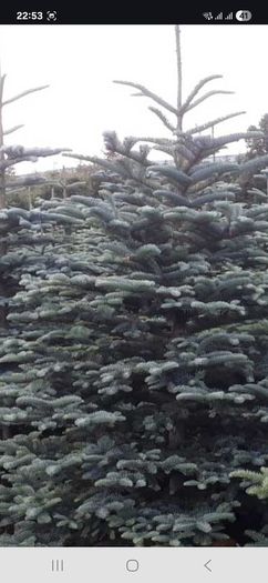 wanted tree