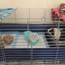 Guinea pig 2 male with accessories Image 3