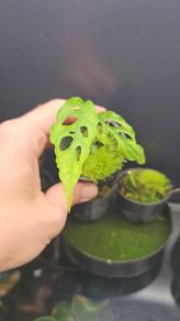 Plant - Monstera obliqua baby