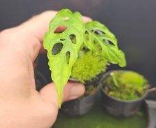 Plant - Monstera obliqua baby