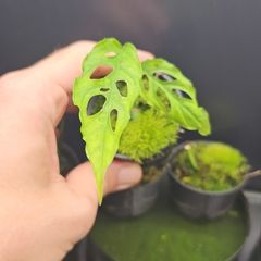 Plant - Monstera obliqua baby