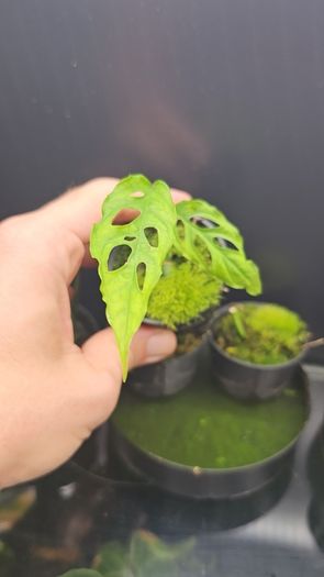 Plant - Monstera obliqua baby