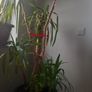 real big yuka plus pot Image 2