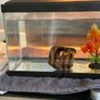 fish tank Image 2