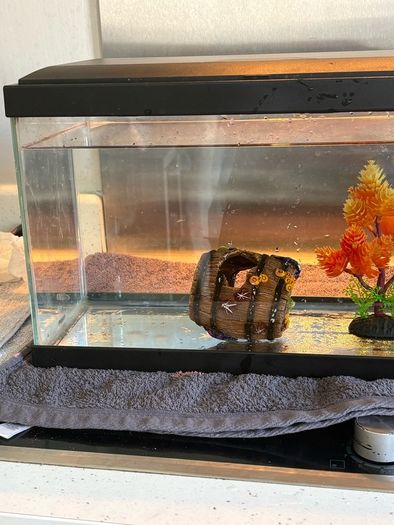 fish tank