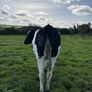 In Calf Heifers Image 4