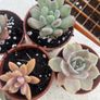 succulents Image 3