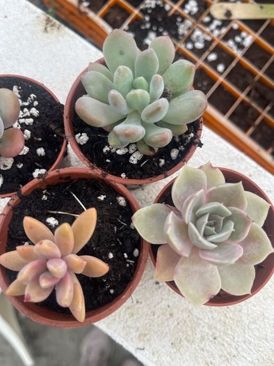 succulents