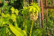 plants