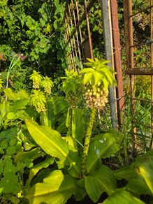 plants