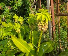 plants