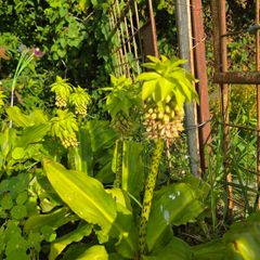 plants