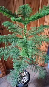 Norfolk pine
