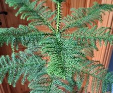 Norfolk pine