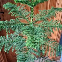 Norfolk pine