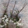 flowers Image 4