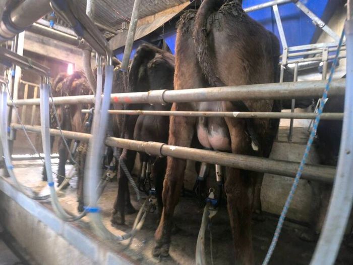 1st lactation cows