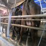 1st lactation cows Image 3