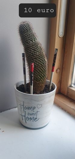 indoor plants