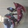 For begonia lovers Image 3