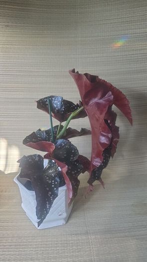 For begonia lovers