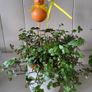 Turtle Vine. Tradescantia Callisia repens.House plant. Image 3