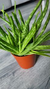 aloe vera plant