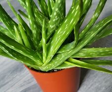 aloe vera plant