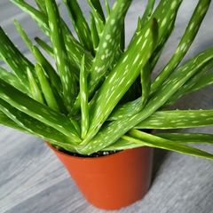 aloe vera plant