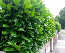 Laurel Hedging One Euro