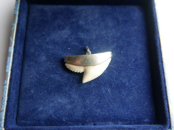 Vintage Sterling Silver Mounted Sharks Tooth Pendant
