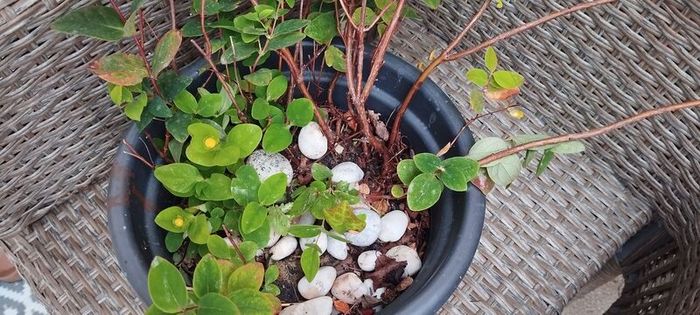 Hypericum, 10 plants in one pot