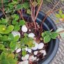 Hypericum, 10 plants in one pot Image 5